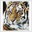 cross stitch pattern Mini Siberian Tiger