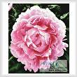 cross stitch pattern Peonie