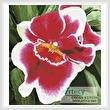 cross stitch pattern Red and White Orchid