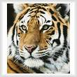 cross stitch pattern Siberian Tiger