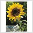 cross stitch pattern Sunflower