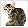 cross stitch pattern Timid Kitten