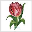 cross stitch pattern Tulip