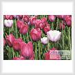 cross stitch pattern Tulips photo