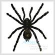 cross stitch pattern White Toe Tarantula