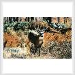 cross stitch pattern Deer in Forest