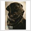 cross stitch pattern Chocolate Labrador 