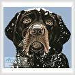 cross stitch pattern Snow Dog