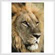 cross stitch pattern Lions Gaze