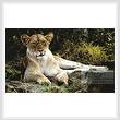 cross stitch pattern Lioness 3