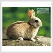 cross stitch pattern Little Rabbit