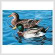 cross stitch pattern Mallards