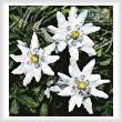 cross stitch pattern Mini Edelweiss