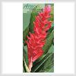 cross stitch pattern Mini Red Ginger Blossom