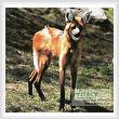 cross stitch pattern Maned Wolf