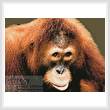 cross stitch pattern Orangutan
