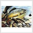 cross stitch pattern Brown Trout