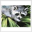 cross stitch pattern Raccoon