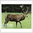 cross stitch pattern Stag