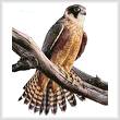 cross stitch pattern Australian Hobby