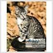 cross stitch pattern Autumn Kitten