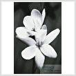 cross stitch pattern Black and White Frangipani