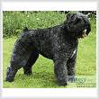 cross stitch pattern Bouvier des Flandres