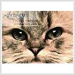 cross stitch pattern Cat Close Up