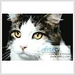 cross stitch pattern Cat Close Up 2