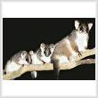 cross stitch pattern Common Ringtail Possums