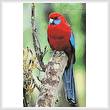 cross stitch pattern Crimson Rosella Photo