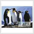 cross stitch pattern Emperor Penguins