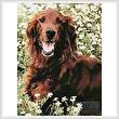 cross stitch pattern Irish Red Setter 2