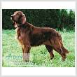 cross stitch pattern Irish Red Setter