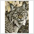 cross stitch pattern The Lynx Effect