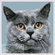 cross stitch pattern Mini British Shorthair Cat 