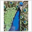 cross stitch pattern Mini Peacock 1