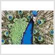 cross stitch pattern Mini Peacock 2