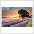 cross stitch pattern Mayfair Lavender at Sunrise