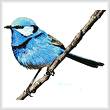 cross stitch pattern Male Splendid Fairy Wren 2