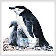 cross stitch pattern Penguin Family
