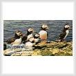 cross stitch pattern Puffins 2