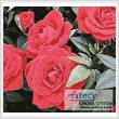 cross stitch pattern Red Roses