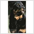 cross stitch pattern Rottweiler Photo