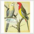 cross stitch pattern Rosella and Pale Headed Parakeet