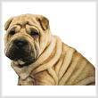 cross stitch pattern Shar-Pei