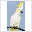 cross stitch pattern Sulphur Crested Cockatoo