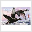 cross stitch pattern Surf Scoter Ducks