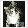 cross stitch pattern Sweet Cat