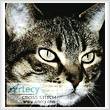 cross stitch pattern Tabby Cat